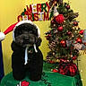 black_dog, celebration, christmas_ornaments, christmas_sign, christmas_tree, cute_pet, dog, festive, festive_scene, green_cloth, holiday_decorations, holiday_spirit, indoor, pet_costume, pine_cones, red_ornaments, santa_hat, seasonal, small_tree, yellow_wall