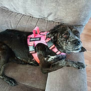 Piper Russell joined the competition — help win amazing prizes! dog, service_dog, harness, couch, indoor, brown, black, pet, animal, canine, fur, relaxed, looking_up, wood_floor, comfortable, domestic, companion, resting, paw, expression