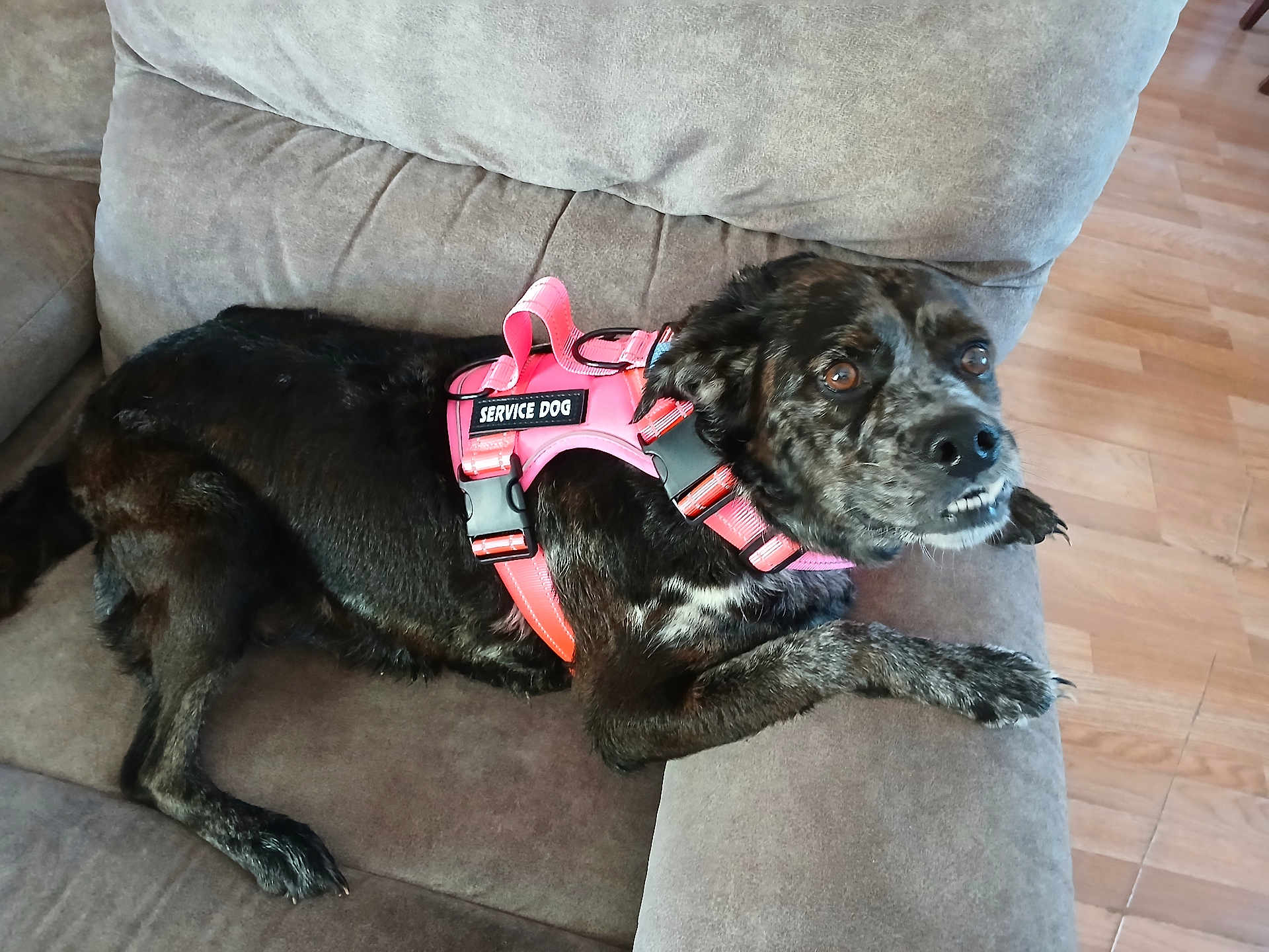 Piper Russell joined the competition — help win amazing prizes! dog, service_dog, harness, couch, indoor, brown, black, pet, animal, canine, fur, relaxed, looking_up, wood_floor, comfortable, domestic, companion, resting, paw, expression