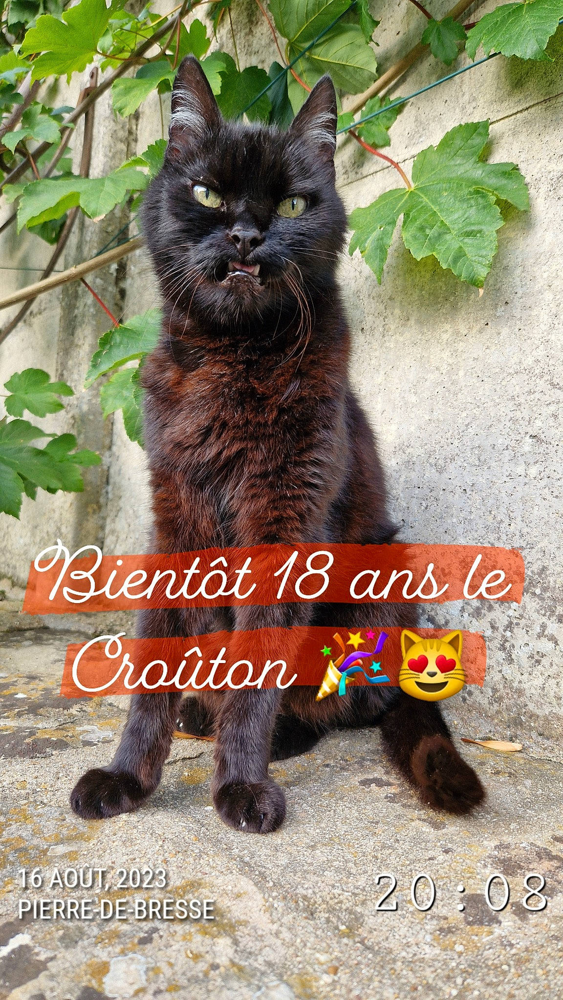 Loulou a rejoint le concours — aidez-le/la à gagner de superbes lots ! advertising, black_cat, bombay, carnivore, cat, domestic_short_haired_cat, felidae, font, fur, grass, groundcover, photo_caption, plant, small_to_medium_sized_cats, snout, soil, tail, terrestrial_animal, tree, whiskers