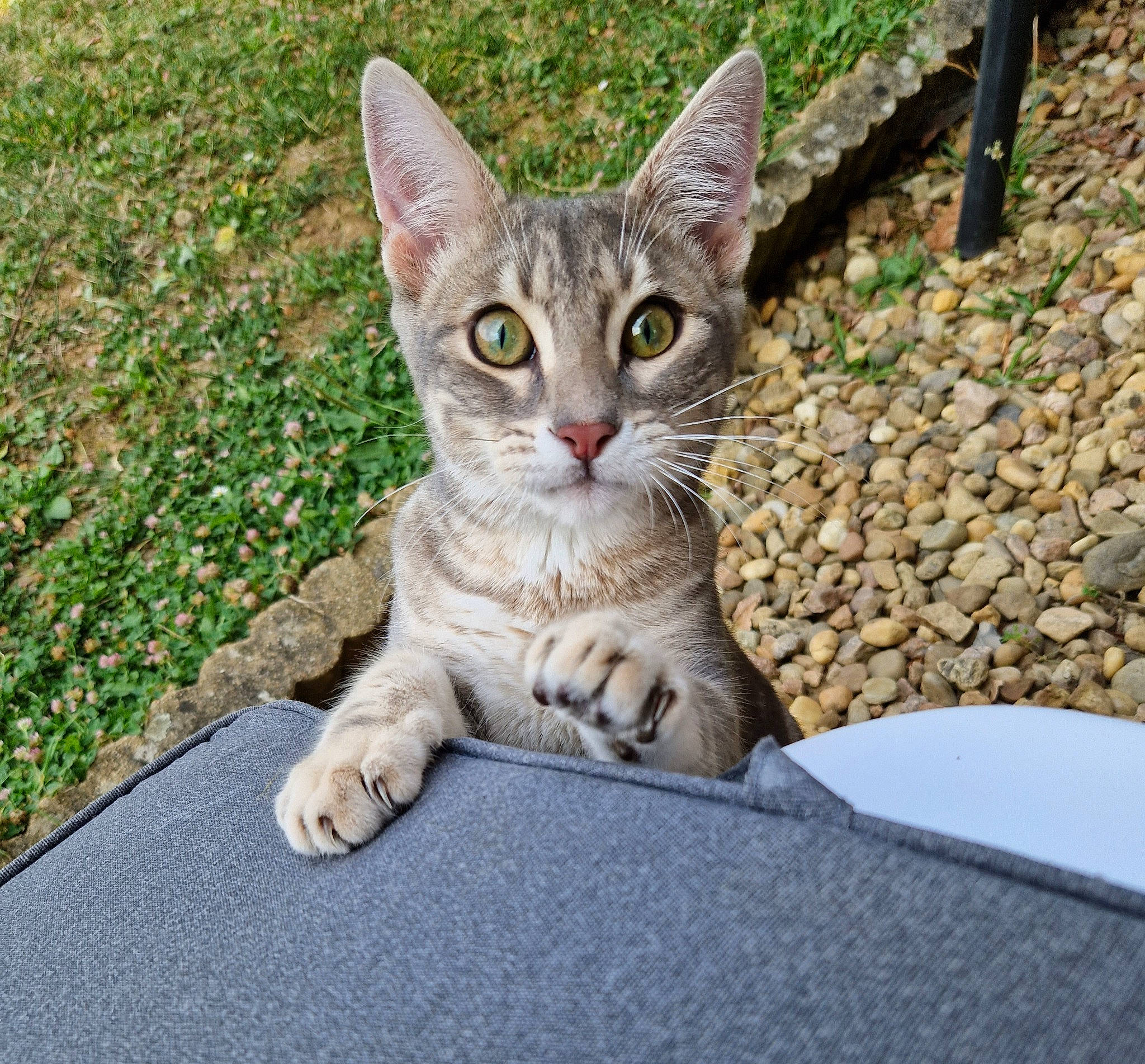 Canaille a rejoint le concours — aidez-le/la à gagner de superbes lots ! carnivore, cat, claw, domestic_short_haired_cat, eye, fawn, felidae, fur, grass, paw, plant, road_surface, sitting, small_to_medium_sized_cats, snout, tail, terrestrial_animal, tree, whiskers, wildlife