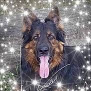 Sherlock a rejoint le concours — aidez-le/la à gagner de superbes lots ! dog, german_shepherd, tongue_out, animal, pet, outdoor, grass, wood, happy, fur, ears, black, brown, canine, nature, sparkles, portrait, close_up, friendly, muzzle