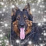 dog, german_shepherd, tongue_out, animal, pet, outdoor, grass, wood, happy, fur, ears, black, brown, canine, nature, sparkles, portrait, close_up, friendly, muzzle