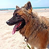 Atlas participe au concours pour gagner de l'argent avec cette photo : animal, beach, canine, daytime, dog, fur, german_shepherd, happy, leash, nature, ocean, outdoor, panting, pet, sand, sky, summer, sunny, tongue_out, water