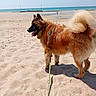 Atlas participe au concours pour gagner de l'argent avec cette photo : animal, beach, canine, curled_tail, daytime, dog, fluffy, leash, nature, ocean, outdoor, pet, sand, shore, sky, summer, sunny, vacation, walking, water