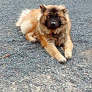 Atlas a rejoint le concours — aidez-le/la à gagner de superbes lots ! animal, brown, calm, canine, closeup, daylight, dog, fluffy, fur, gravel, ground, laying_down, mammal, nature, outdoor, pet, quiet, resting, sleepy, texture