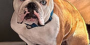 Bleu is registered to the contest to win money with this photo: bulldog, dog, pet, blue_eyes, legs, indoor, bed, toy, sunlight, cozy, curious, white, brown, collar, floor, carpet, animal, companion, portrait, candid