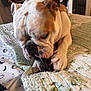 Bleu joined the competition — help win amazing prizes! bulldog, dog, pet, chew_toy, bed, quilt, indoor, animal, paw, snout, fur, white, brown, closeup, resting, cozy, home, towel, furniture, relaxed