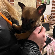 Arlo a rejoint le concours — aidez-le/la à gagner de superbes lots ! blanket, brick_wall, closeup, cozy, curious, cute, dog, framed_picture, furniture, hand, holding, home, indoor, jacket, person, pet, photograph, puppy, small, warm