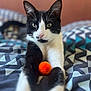 cat, black_and_white, pet, animal, bed, toy, orange_pom_pom, fur, whiskers, paws, stretching, indoor, close_up, patterned_bedspread, focus, cute, domestic_cat, relaxed, portrait, feline
