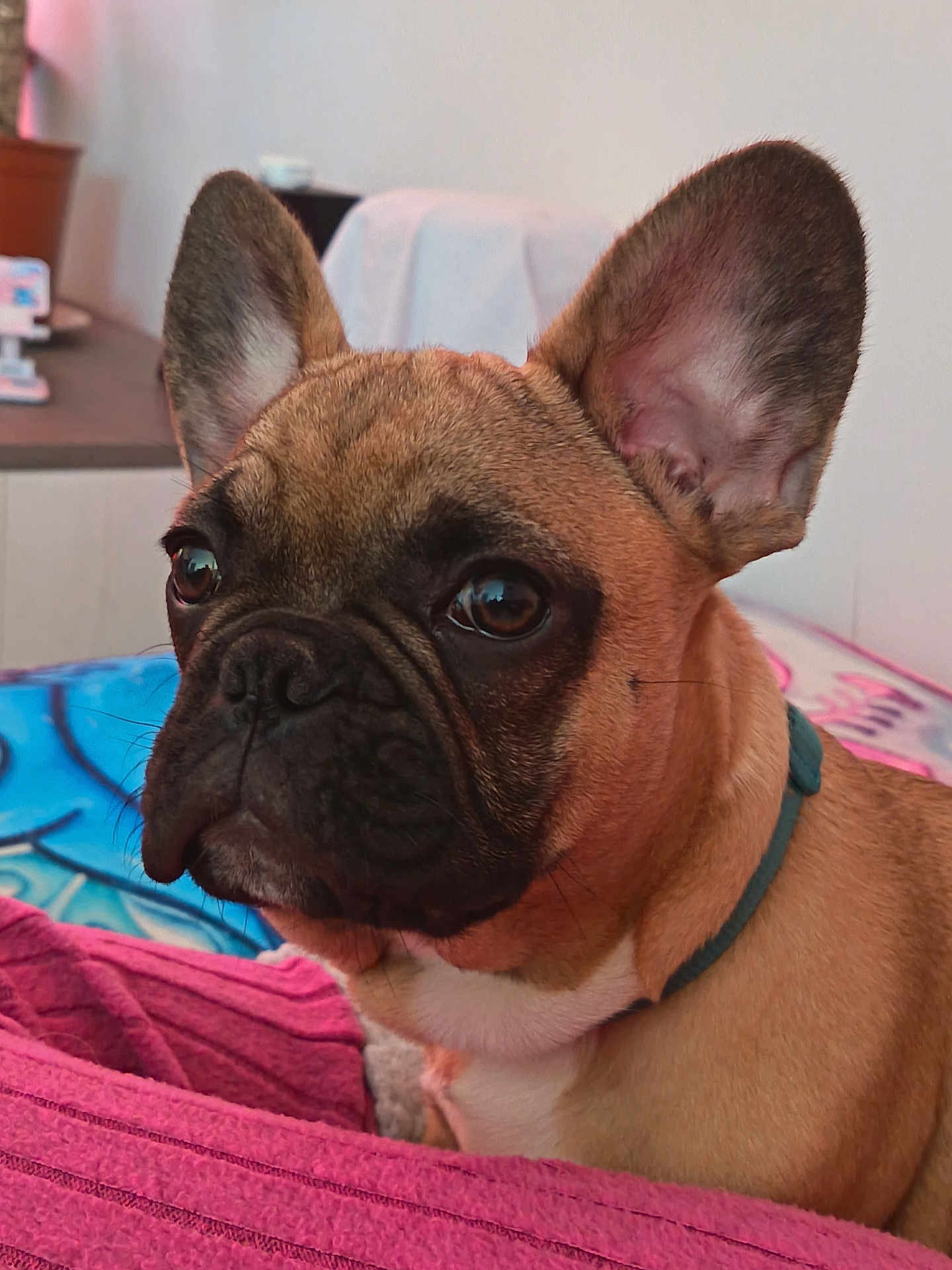 Billy participe au concours pour gagner de l'argent avec cette photo : dog, french_bulldog, pet, close_up, portrait, large_ears, brown_fur, black_mask, eyes, nose, whiskers, collar, towel, bedspread, indoor, furniture, plant, cute, sitting, companion