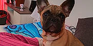 Billy participe au concours pour gagner de l'argent avec cette photo : dog, french_bulldog, puppy, pet, indoor, couch, blanket, plant, potted_plant, pillow, ears, face, eyes, sitting, living_room, furniture, pink_light, wall, collar, portrait
