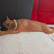 Billy a rejoint le concours — aidez-le/la à gagner de superbes lots ! dog, puppy, collar, sofa, red_couch, blanket, resting, laying_down, side_view, pet, indoor, pillow, cute, relaxed, brown_fur, ear, paw, nose, sleepy, home