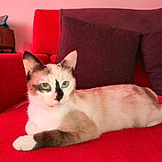 Alice participe au concours pour gagner de l'argent avec cette photo : cat, feline, pet, calico, blue_eyes, whiskers, paw, fur, red_couch, sofa, cushion, pillow, indoor, relaxed, lying_down, portrait, close_up, domestic_animal, home_interior, seat