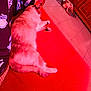cat, dog, sofa, red_upholstery, indoor, sleeping, pet, tiled_floor, wooden_cabinet, paw, tail, blanket, person_leg, sock, pajamas, cozy, resting, close_up, living_room, furniture