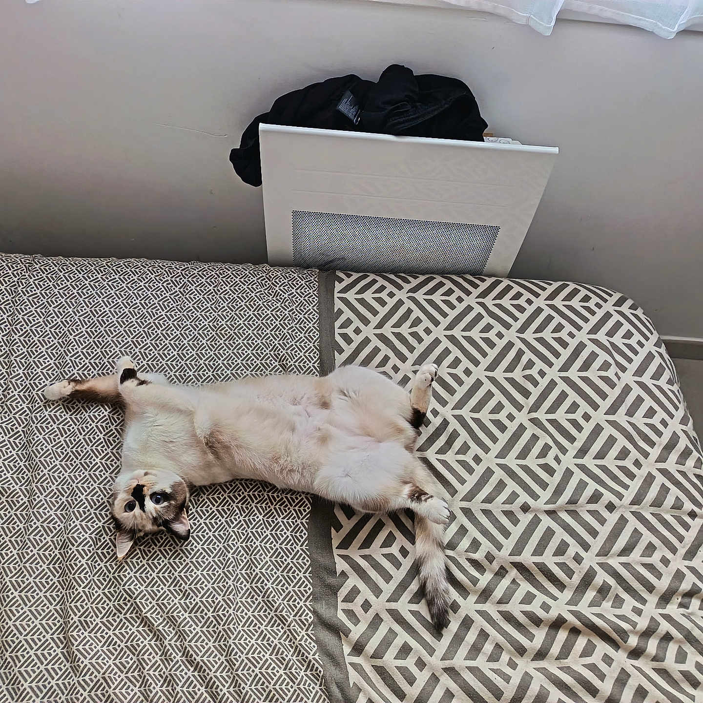 Alice a rejoint le concours — aidez-le/la à gagner de superbes lots ! bed, belly_up, blanket, cat, cozy, fur, geometric_pattern, home_interior, indoor, looking_at_camera, mattress, paws, pet, playful, radiator, relaxed, tail, textile, tiles, window