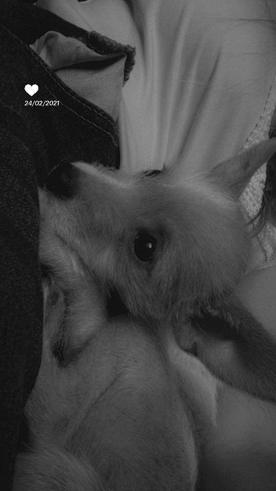 Roucky participe au concours pour gagner de l'argent avec cette photo : arm, black_and_white, carnivore, companion_dog, ear, eye, eyebrow, eyelash, fawn, feather, felidae, gesture, head, human_body, jaw, petal, snout, style, whiskers, wing