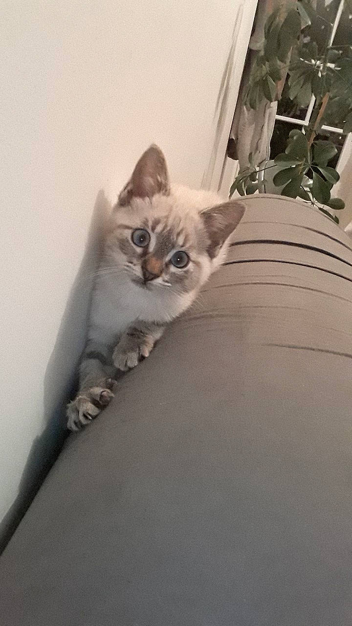 Nalla a rejoint le concours — aidez-le/la à gagner de superbes lots ! carnivore, cat, comfort, couch, domestic_short_haired_cat, eye, fawn, felidae, flooring, flowerpot, fur, grey, houseplant, plant, small_to_medium_sized_cats, snout, tail, whiskers, window, wood