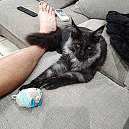 Vico a rejoint le concours — aidez-le/la à gagner de superbes lots ! adult, animal, architecture, building, cat, couch, cushion, electronics, furniture, homedecor, indoors, kitten, livingroom, male, man, person, pet, plush, remotecontrol, room