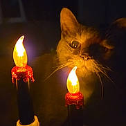 Ollie is registered to the contest to win money with this photo: cat, feline, pet, animal, face, eyes, whiskers, ears, fur, indoor, dark, candle, candles, candlelight, glowing, skeleton, spooky, halloween, portrait, dramatic