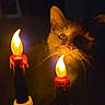 cat, feline, pet, animal, face, eyes, whiskers, ears, fur, indoor, dark, candle, candles, candlelight, glowing, skeleton, spooky, halloween, portrait, dramatic
