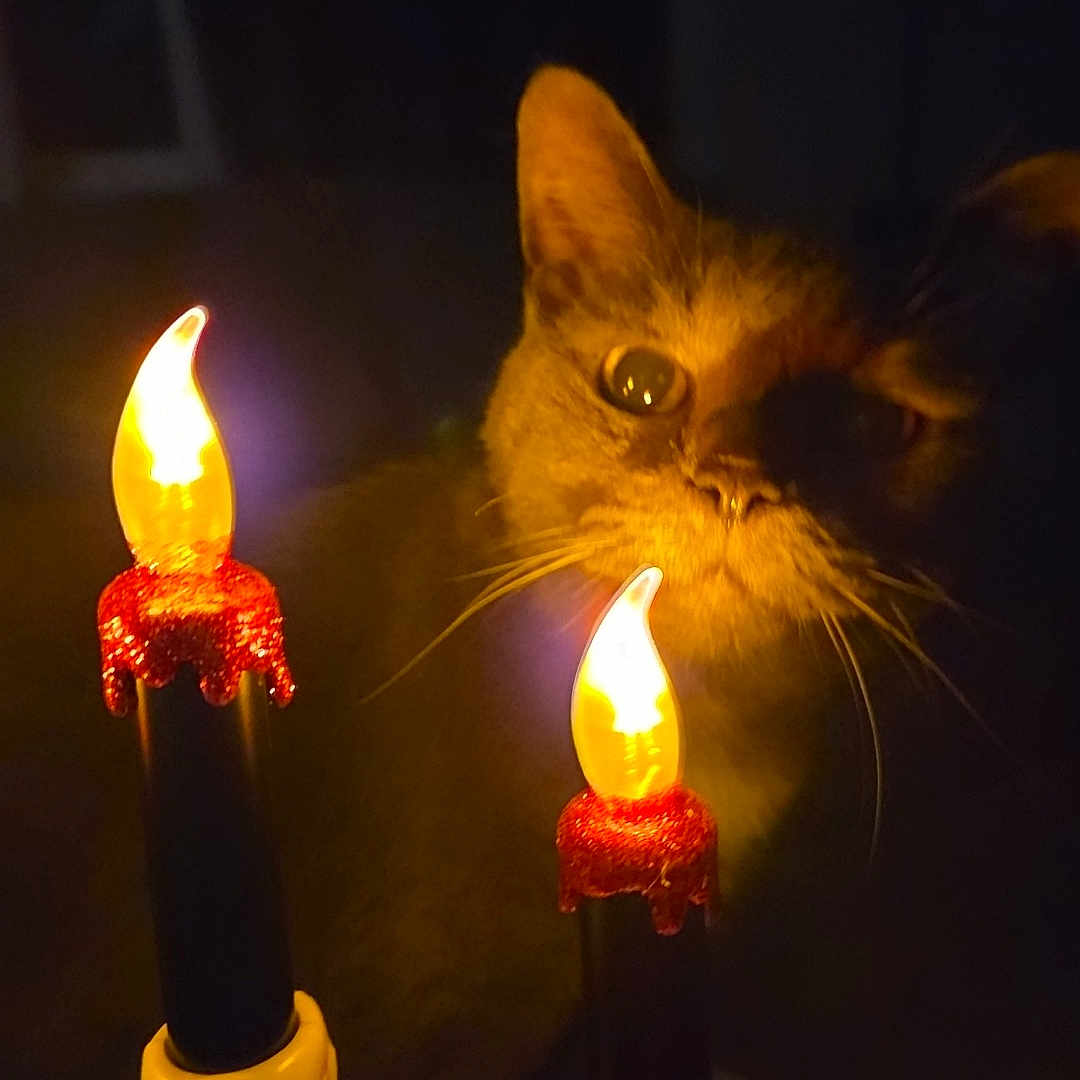 Ollie is registered to the contest to win money with this photo: cat, feline, pet, animal, face, eyes, whiskers, ears, fur, indoor, dark, candle, candles, candlelight, glowing, skeleton, spooky, halloween, portrait, dramatic