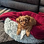 animal, architecture, blanket, building, canine, cockerspaniel, couch, cushion, dog, dogbed, furniture, homedecor, indoors, livingroom, person, pet, poodle, puppy, sleeping, terrier