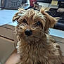 animal, canine, computer, computerhardware, computerkeyboard, couch, desk, dog, electronics, furniture, hardware, laptop, monitor, pc, pet, phone, puppy, screen, table, terrier