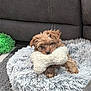 animal, ball, canine, cat, couch, cushion, dog, dogbed, furniture, homedecor, person, pet, plant, poodle, puppy, sleeping, sport, tennis, tennisball, terrier