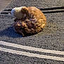 animal, bird, canine, chicken, city, dog, fowl, path, person, pet, poodle, poultry, puppy, road, sleeping, sphere, street, tarmac, terrier, urban