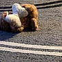 animal, ball, bird, canine, city, dog, hound, person, pet, poodle, puppy, road, sport, street, tarmac, tennis, tennisball, terrier, urban, walking