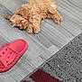 animal, canine, clothing, cockerspaniel, dog, footwear, hardwood, homedecor, indoors, interiordesign, mat, pet, poodle, puppy, rug, sandal, shoe, sneaker, terrier, wood