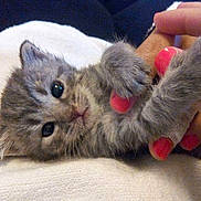 Grigri participe au concours pour gagner de l'argent avec cette photo : kitten, gray_cat, tabby, cute, fluffy, pet, animal, paw, nail_polish, hand, soft, blanket, indoor, closeup, small, young, playful, fur, resting, adorable