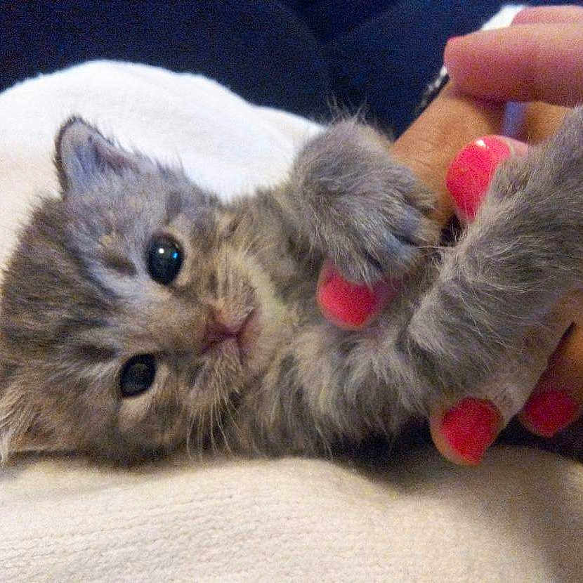 Grigri participe au concours pour gagner de l'argent avec cette photo : kitten, gray_cat, tabby, cute, fluffy, pet, animal, paw, nail_polish, hand, soft, blanket, indoor, closeup, small, young, playful, fur, resting, adorable