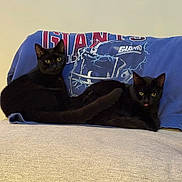 Pico And Queso is registered to the contest to win money with this photo: animal, black_cat, blue_sweatshirt, cat, clothing, couch, curious, cute, domestic, feline, football_helmet, furniture, indoor, logo, pets, playful, relaxed, resting, tongue_out, two_cats