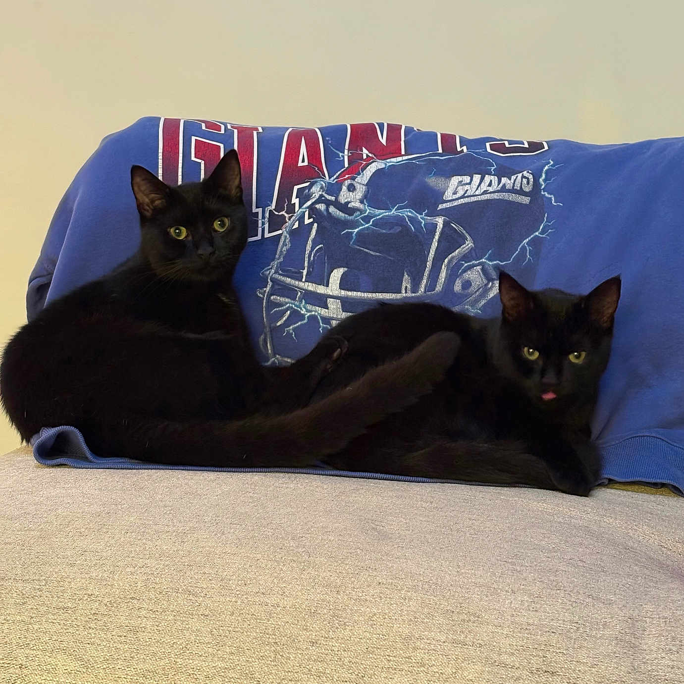 Pico And Queso is registered to the contest to win money with this photo: animal, black_cat, blue_sweatshirt, cat, clothing, couch, curious, cute, domestic, feline, football_helmet, furniture, indoor, logo, pets, playful, relaxed, resting, tongue_out, two_cats