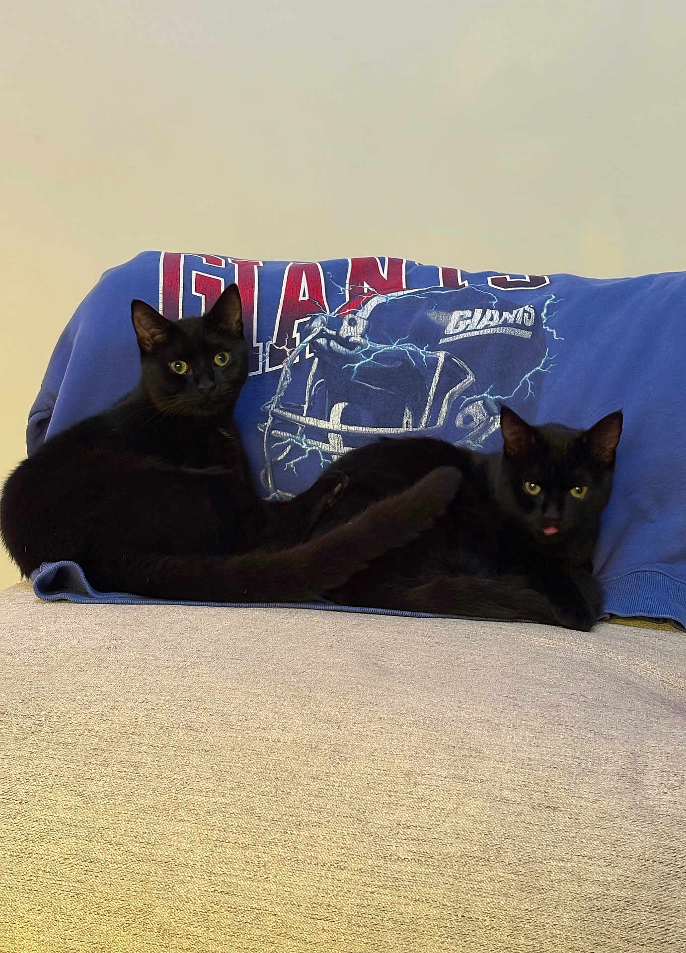 Pico And Queso is registered to the contest to win money with this photo: animal, black_cat, blue_sweatshirt, cat, clothing, couch, curious, cute, domestic, feline, football_helmet, furniture, indoor, logo, pets, playful, relaxed, resting, tongue_out, two_cats