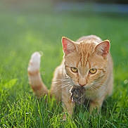 Zuzu a rejoint le concours — aidez-le/la à gagner de superbes lots ! animal, cat, closeup, daylight, field, focus, fur, ginger_cat, grass, greenery, hunting, mammal, mouse, nature, outdoor, pet, predator, sunlight, whiskers, wildlife