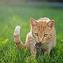 animal, cat, closeup, daylight, field, focus, fur, ginger_cat, grass, greenery, hunting, mammal, mouse, nature, outdoor, pet, predator, sunlight, whiskers, wildlife