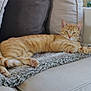 Zuzu a rejoint le concours — aidez-le/la à gagner de superbes lots ! animal, blanket, cat, comfort, couch, cozy, cute, domestic, feline, fur, furniture, home, indoor, orange_tabby, paw, pet, relaxed, resting, sleepy, striped