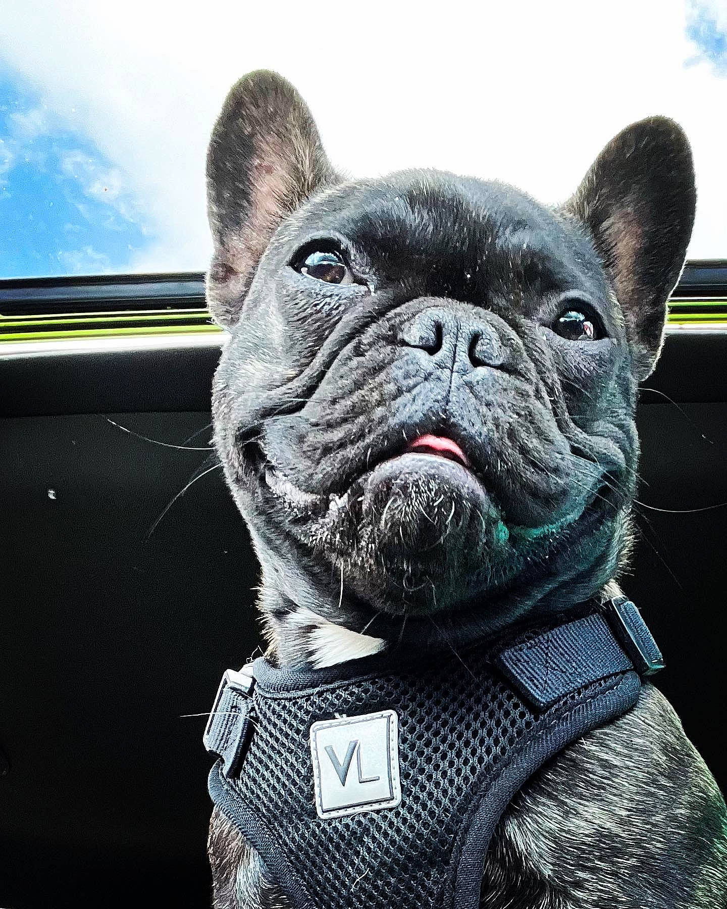 Ember joined the competition — help win amazing prizes! bulldog, canidae, carnivore, cloud, collar, companion_dog, dog, dog_breed, dog_collar, electric_blue, fawn, french_bulldog, leash, molosser, sky, snout, terrestrial_animal, toy_dog, whiskers, wrinkle