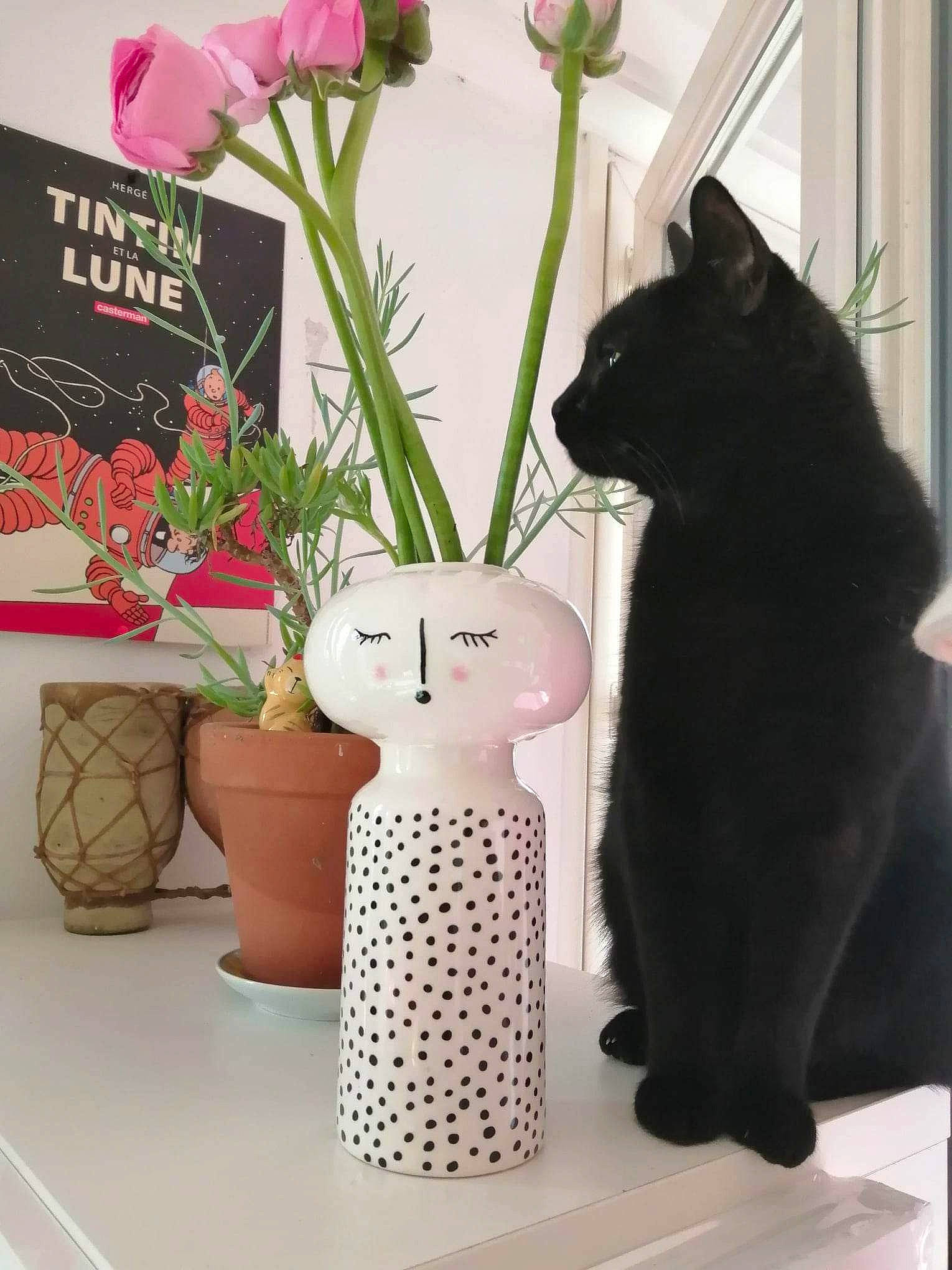 Sookie a rejoint le concours — aidez-le/la à gagner de superbes lots ! artificial_flower, carnivore, cat, felidae, flower, flowerpot, fur, herbaceous_plant, houseplant, interior_design, pattern, petal, plant, room, small_to_medium_sized_cats, table, textile, vase, whiskers, window