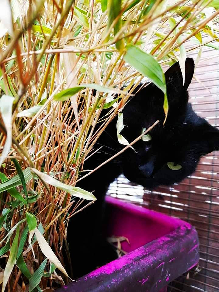 Sookie a rejoint le concours — aidez-le/la à gagner de superbes lots ! botany, carnivore, cat, felidae, flowering_plant, flowerpot, grass, grass_family, herb, magenta, plant, small_to_medium_sized_cats, soil, tail, terrestrial_animal, terrestrial_plant, tints_and_shades, twig, whiskers, wood