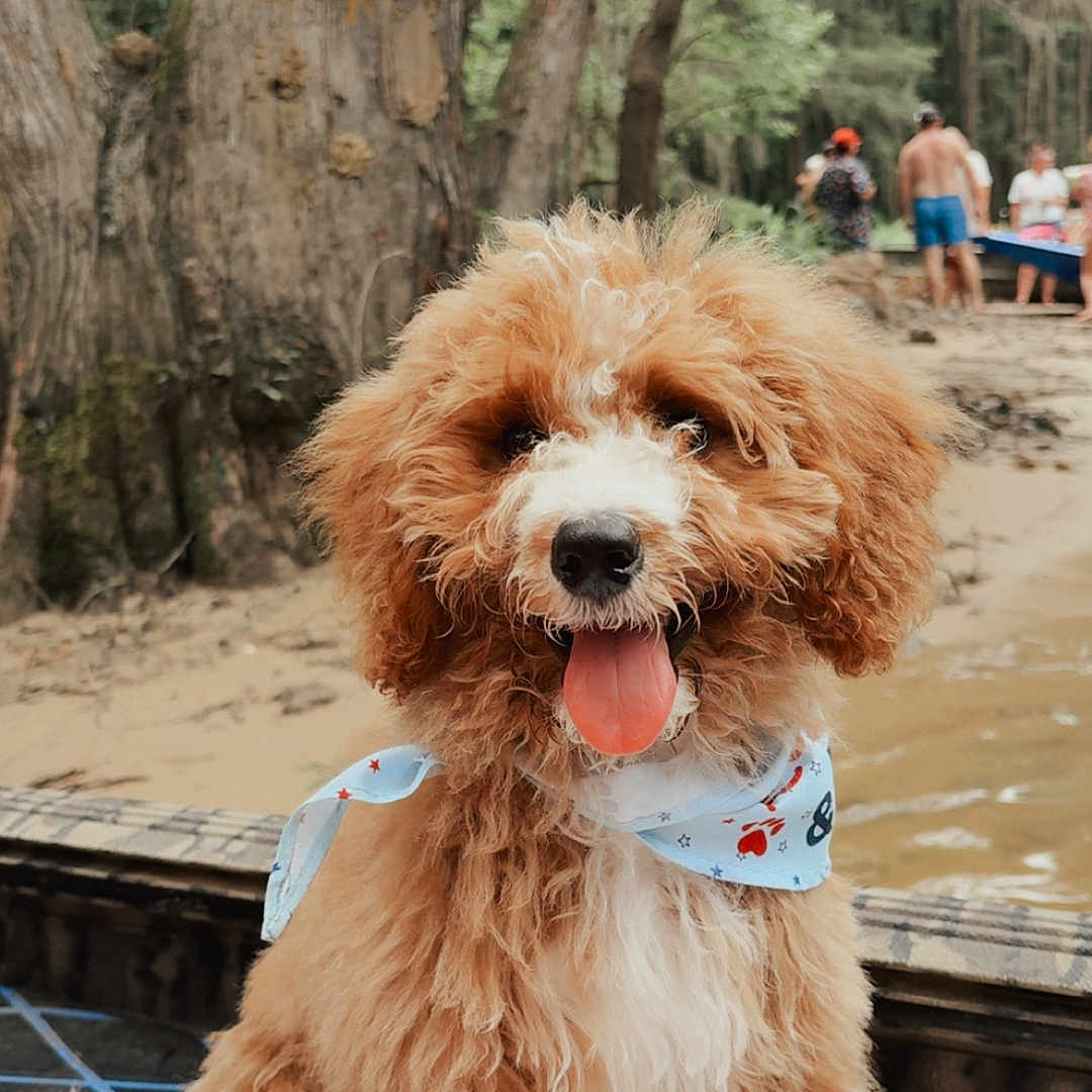 Remi joined the competition — help win amazing prizes! animal, bandana, blanket, brown, curly_hair, cute, dog, fluffy, nature, outdoor, people, playful, recreation, riverbank, sitting, summer, tongue_out, trees, water, white