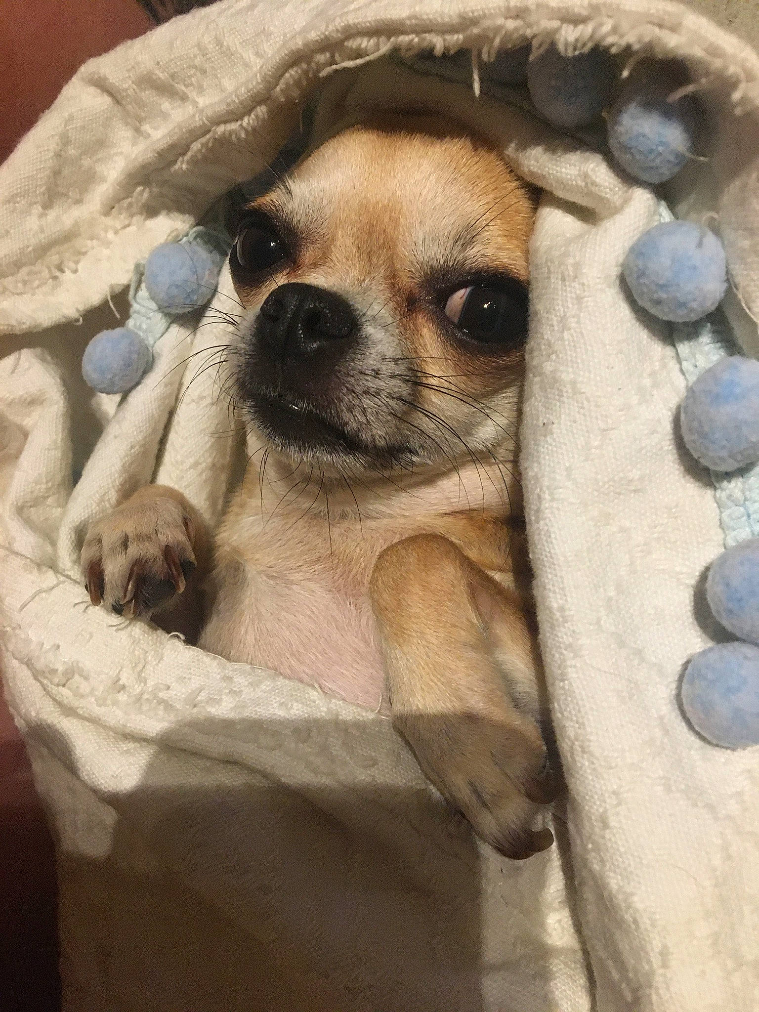 Lily a rejoint le concours — aidez-le/la à gagner de superbes lots ! bone, canidae, carnivore, comfort, companion_dog, dog, dog_breed, dog_supply, door, fawn, fur, pet_supply, skull, snout, sporting_group, terrestrial_animal, toy_dog, whiskers, wood, working_animal