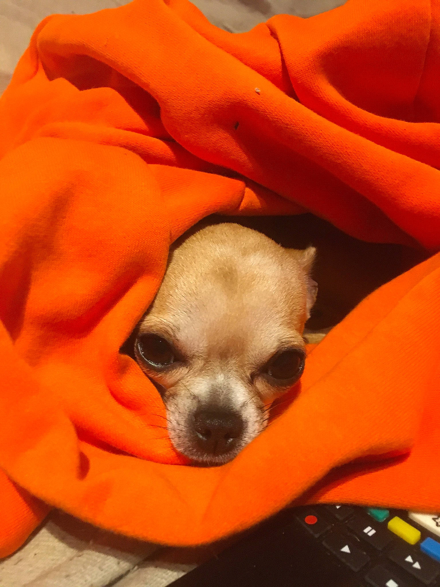 Lily participe au concours pour gagner de l'argent avec cette photo : bag, bean_bag, canidae, carnivore, close_up, comfort, companion_dog, couch, dog, dog_breed, dog_supply, fawn, fur, linens, orange, snout, sporting_group, sunglasses, toy_dog, whiskers