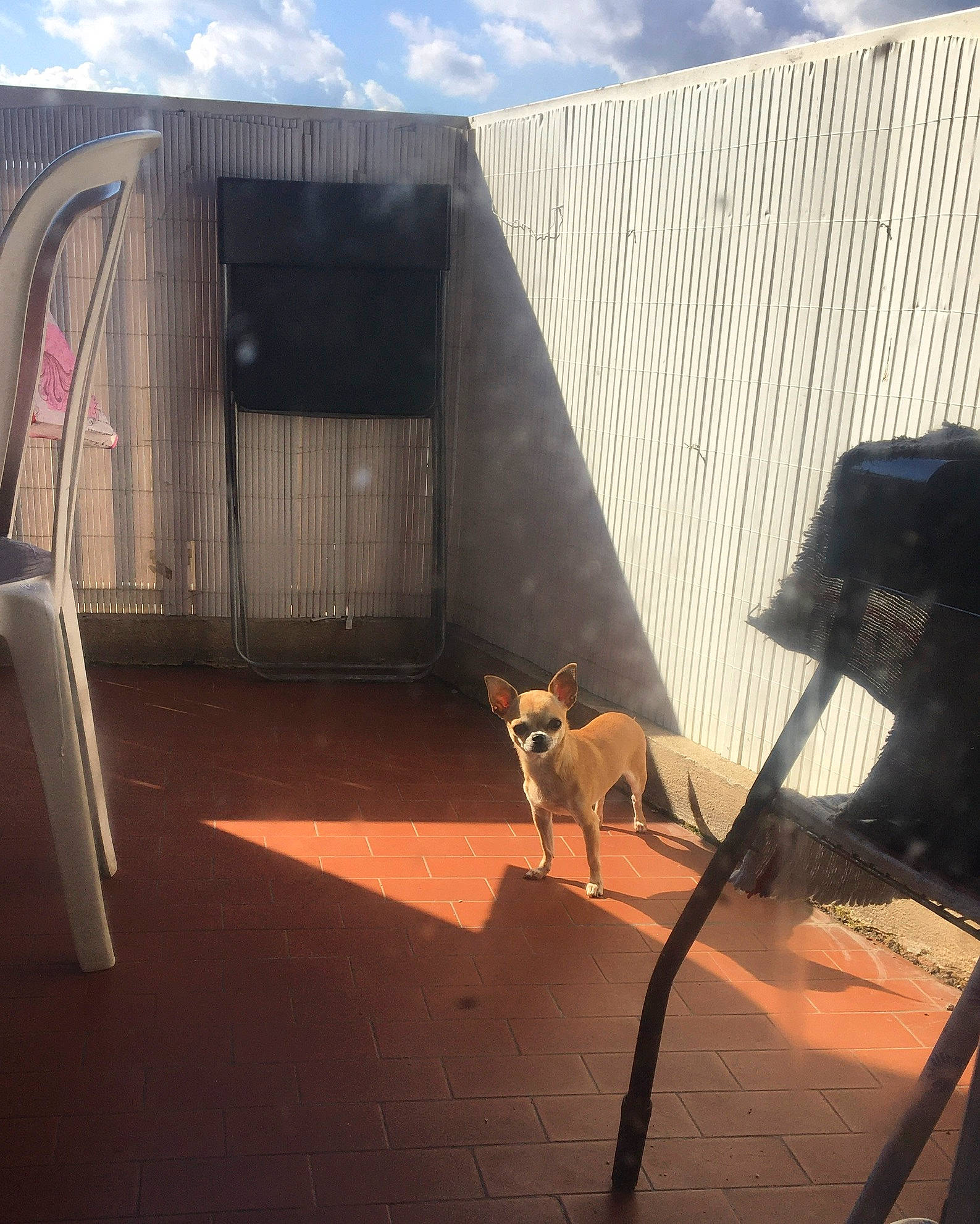 Lily participe au concours pour gagner de l'argent avec cette photo : architecture, art, building, carnivore, cloud, dog, door, facade, fawn, house, landscape, pet_supply, roof, shade, sky, stairs, tail, tints_and_shades, vehicle_door, wood