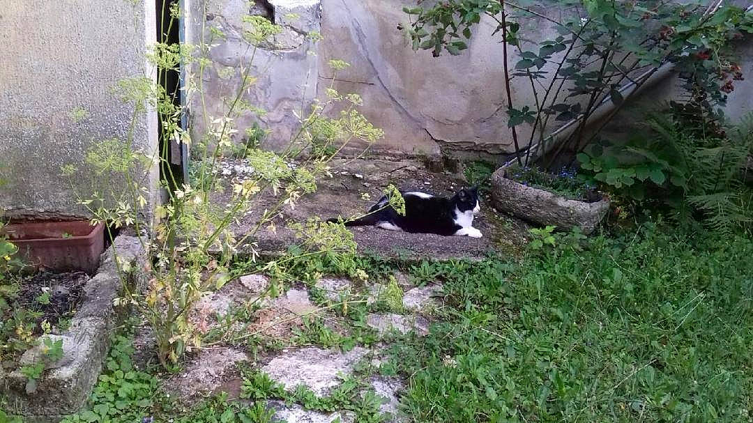 Bagui participe au concours pour gagner de l'argent avec cette photo : carnivore, cat, dog_breed, domestic_short_haired_cat, felidae, flowerpot, garden, grass, groundcover, landscape, lawn, plant, shrub, small_to_medium_sized_cats, soil, tail, tree, whiskers, wildlife, yard