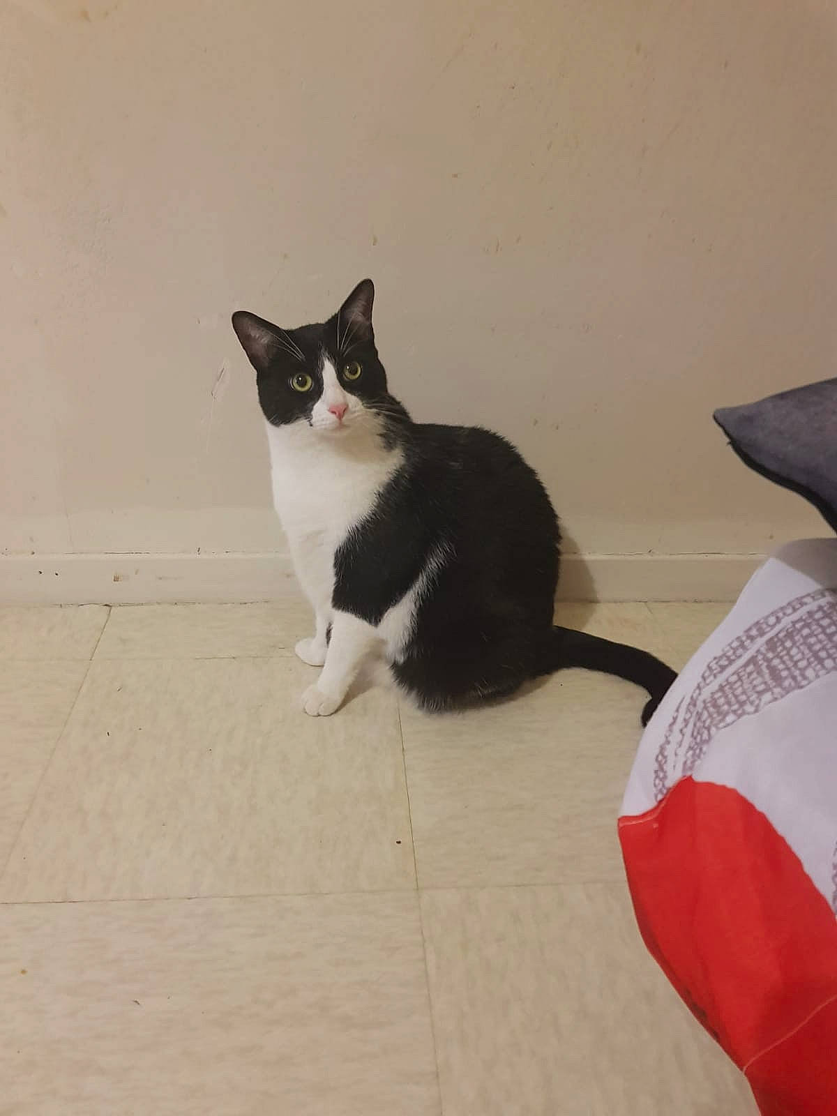 Bagui participe au concours pour gagner de l'argent avec cette photo : carmine, carnivore, cat, comfort, domestic_short_haired_cat, felidae, flooring, foot, fur, grey, hardwood, human_body, human_leg, paw, sitting, small_to_medium_sized_cats, snout, tail, whiskers, wood