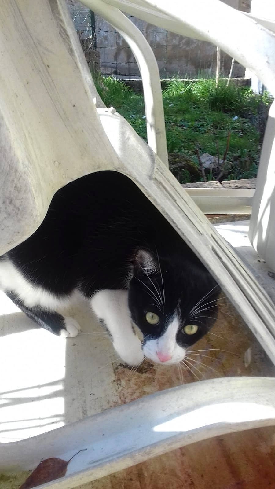 Bagui participe au concours pour gagner de l'argent avec cette photo : automotive_exterior, carnivore, cat, domestic_short_haired_cat, eye, felidae, fur, mammal, plant, small_to_medium_sized_cats, snout, tail, tree, vehicle_door, vertebrate, whiskers, white, window, windshield, wood